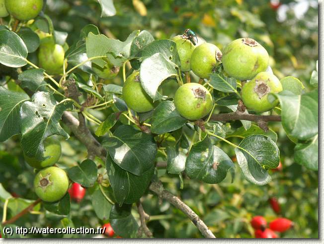 Diapositive suivante